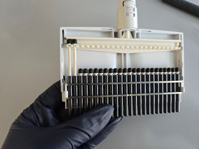 A gloved hand holds an Eppendorf Research Plus multichannel pipette head with multiple black tip cones attached, viewed from a top-down angle. Pistons are visible.